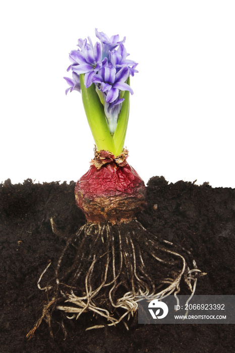 Hyacinth in soil
