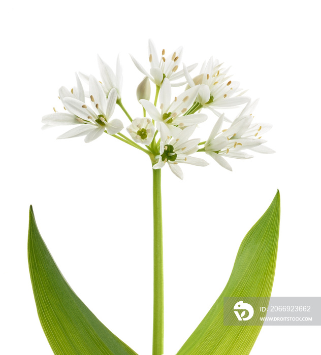 Ramsons flowers