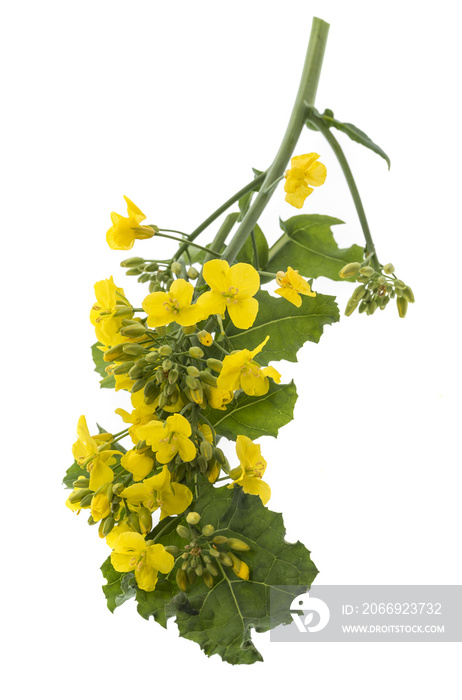 Rapeseed (colza) Brassica napus  flowers isolated on white