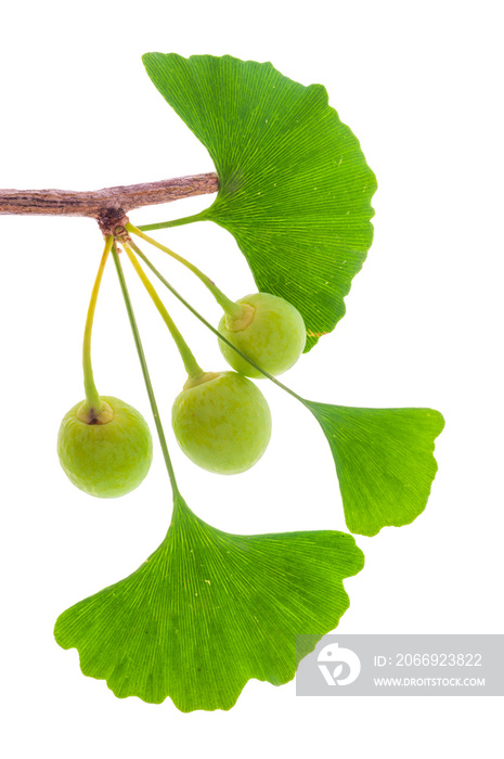 Zweig von einem Ginkgo mit Frucht