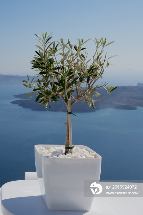Olive tree in a white pot with the sea and Greek Island in the background, taken on Santorini on a balcony overlooking the sea.