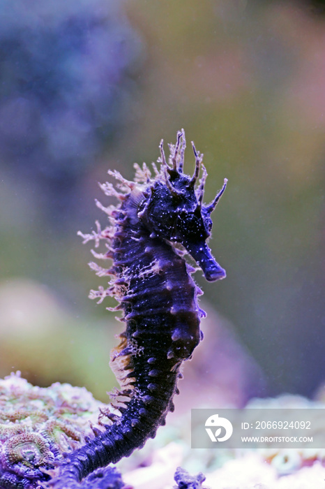 Profile of Mediterranean Seahorse in Saltwater aquarium tank - Hippocampus guttulatus