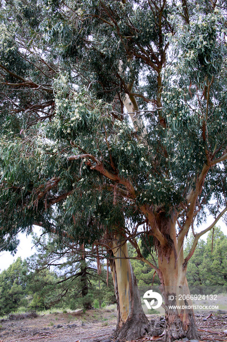 Gewöhnlicher Fieberbaum (Eucalyptus globulus), Eukalyptus