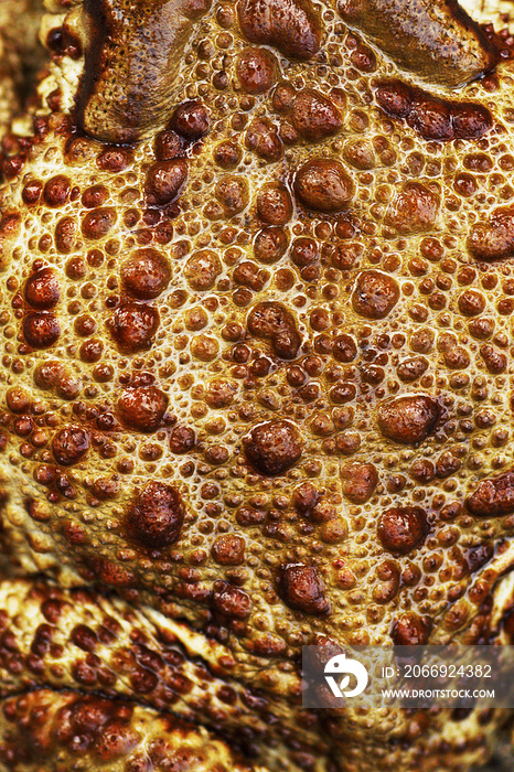 texture of common brown toad skin