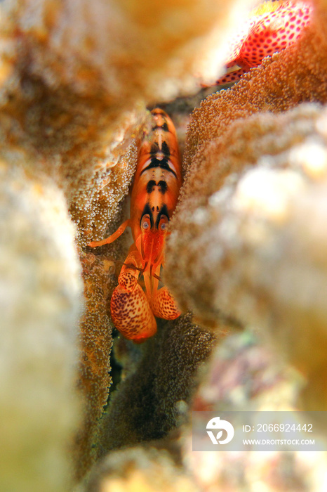 Alpheus sp. Alpheidae - Coral Shrimp - Snapping Shrimp in the coral reef of Maldives