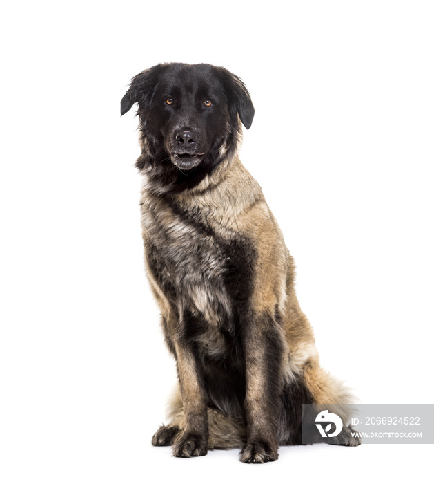 Estrela Mountain Dog, 5 years old, sitting against white backgro