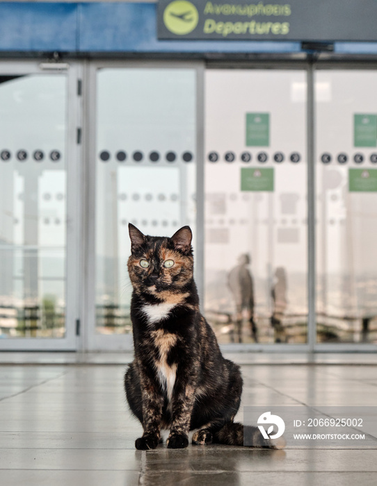 Cat sitting at empty airport during coronavirus lockdown. Thessaloniki, Greece