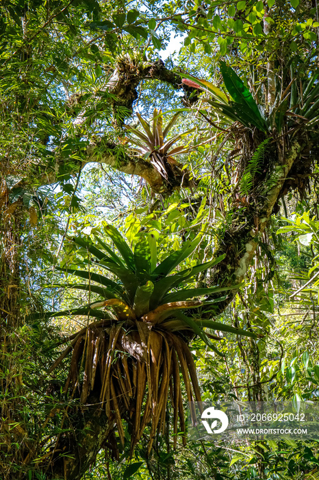 Wonderful tropical tree covered with Moss and epiphytes in Atlantic forest, Serra da Mantiqueira, Brazil