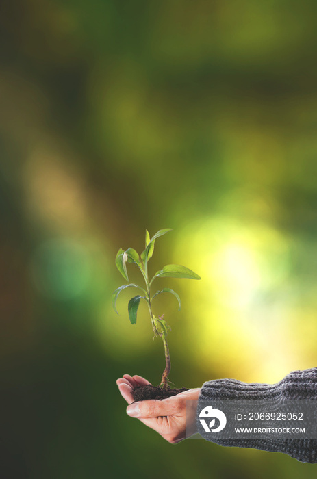 Hand with plant and sand on blur background with bokeh in nature