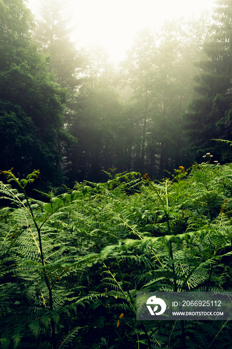 Lush green fern in front of a foggy Swiss forest in summer