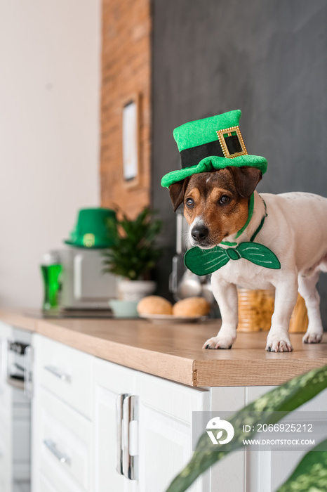 Cute dog with green hat at home. St. Patrick’s Day celebration