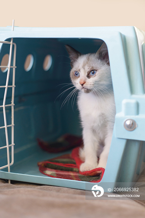 cat inside a pet carrier