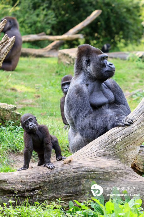 Group of western lowland gorillas (Gorilla gorilla gorilla) with an silverback alpha male