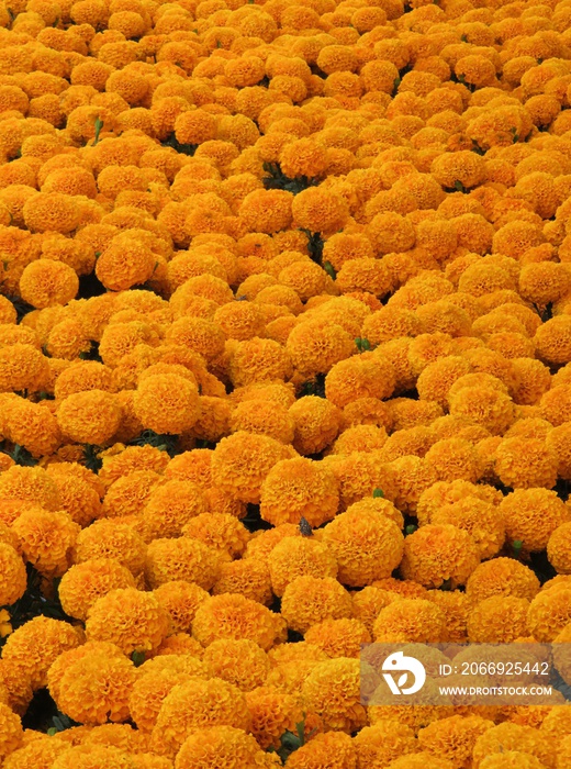 close up of marigold flowers