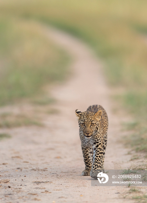 Laopard Baby walking on forest Trail at Masai Mara Game Reserve,Kenya Africa