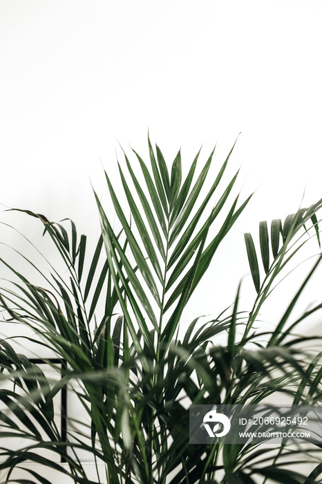 Closeup of palm leaves on white background.