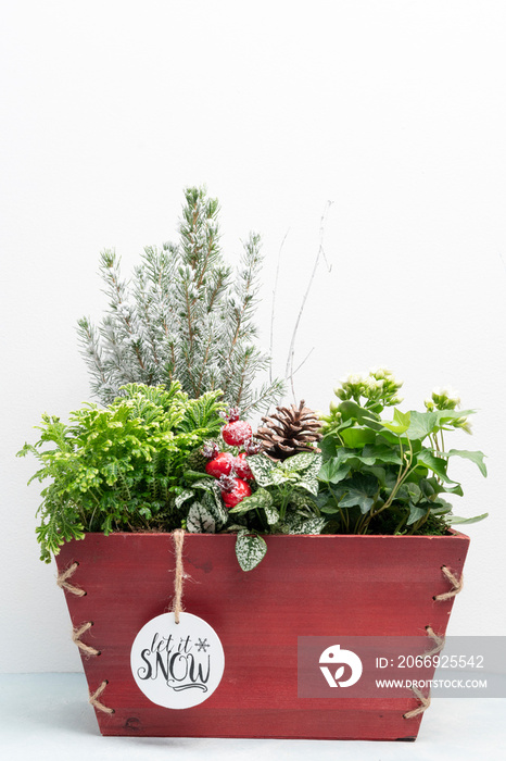 Winter holiday planter with spruce