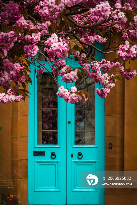 Cherry Blossoms on a Tree  With a Red Sandstone House with Turquoise Door in the Background