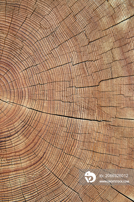 Closeup of old, worn, weathered section of wood with cracked annual growth rings pattern.