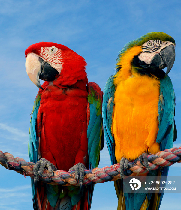 Gold and Blue macaw with a Scarlet macaw