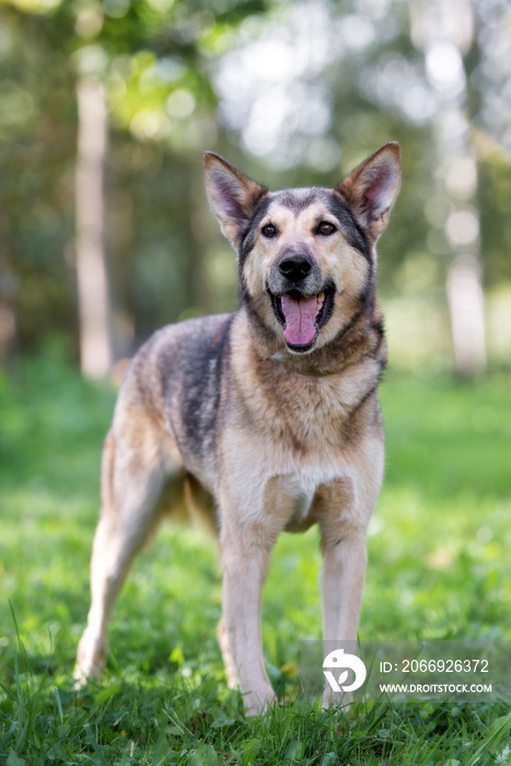 german shepherd mix dog posing outdoors