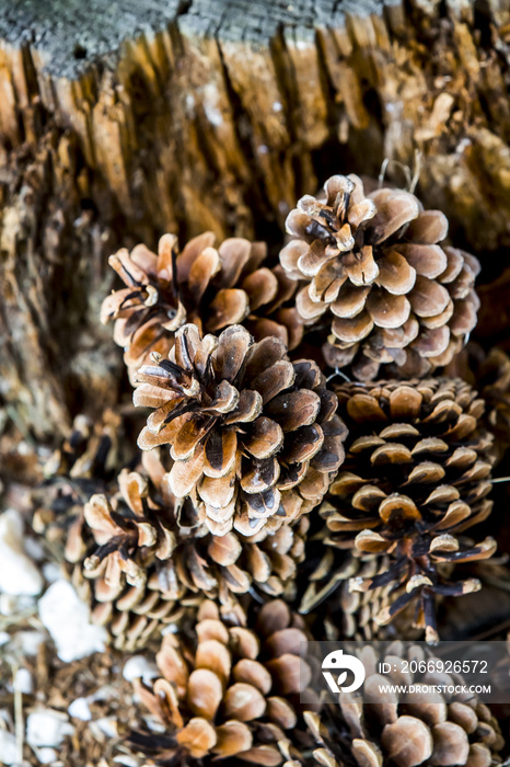 Group of rotten pinecone fall from pine tree , pine cone is symbol of Christmas season and also is Xmas ornament, ground cover with pine needle