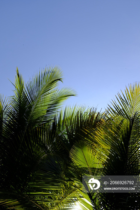 palm trees on background of blue sky