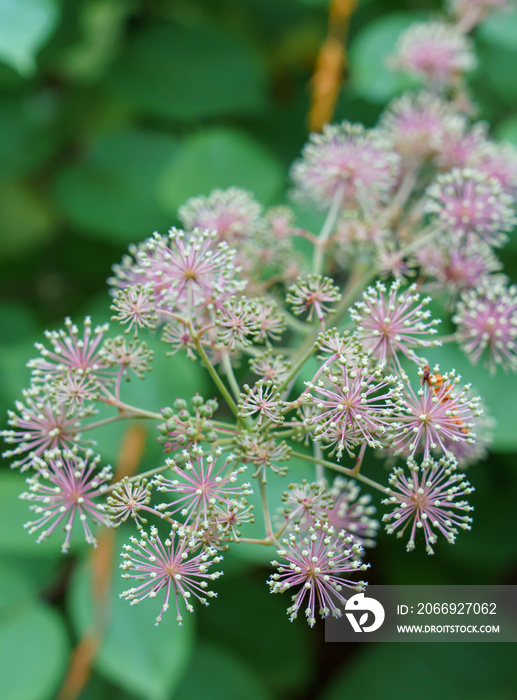 siberian ginseng (Eleutherococcus senticosus) also known as devil’s bush, eleuthero, ciwujia, Devil’s shrub, shigoka, touch-me-not, wild pepper, barbed ginseng or kan jangor, a small woody shrub