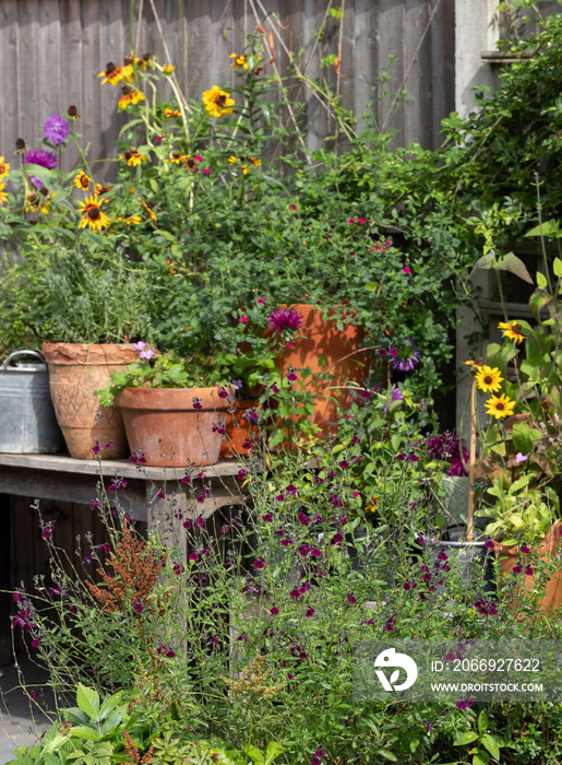 Wildlife friendly suburban garden with rudbeckia hirta flowers, nasturtiums, container pots, flowers and greenery. Photographed in Pinner, northwest London UK.