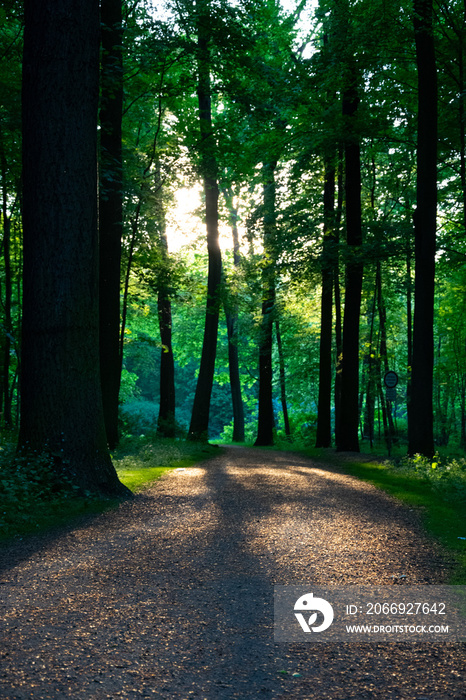 Spannender Waldweg in der Eilenriede in Hannover