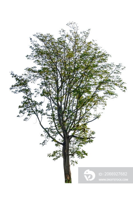 Tree dicut at isolated on white background, Tree for design (Siamese neem tree, Azadirachta indica A.Juss.)