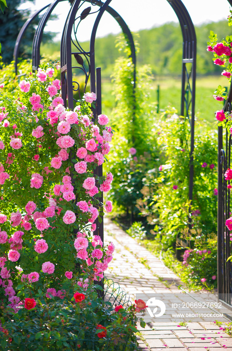 roses in the garden