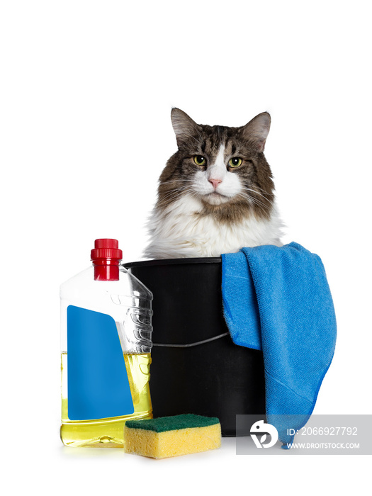 Black tabby with white adult Norwegian Forest cat sitting in black bucket with spong, soap bottle and cloth,  looking straight in camera with blue eyes. Isolated on white background.