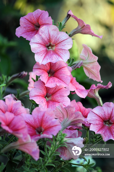 Pink petunia flowers on a plant in a garden