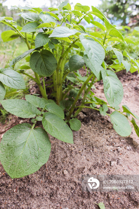 Potato growing in the soil