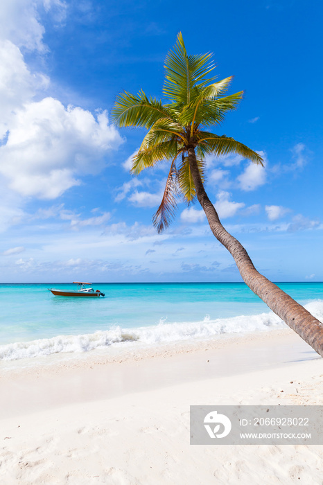 Coconut palm grows on white sandy beach