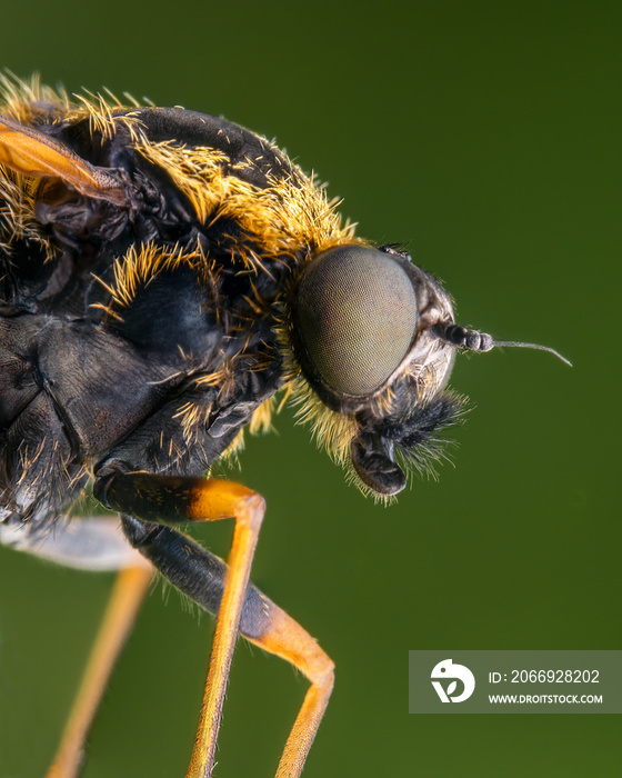 Macrophotography with the head of a Snipe Fly (Rhagionidae). Extremely close-up portrait and details.