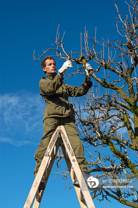 Pruning fruit tree with a pruning shears