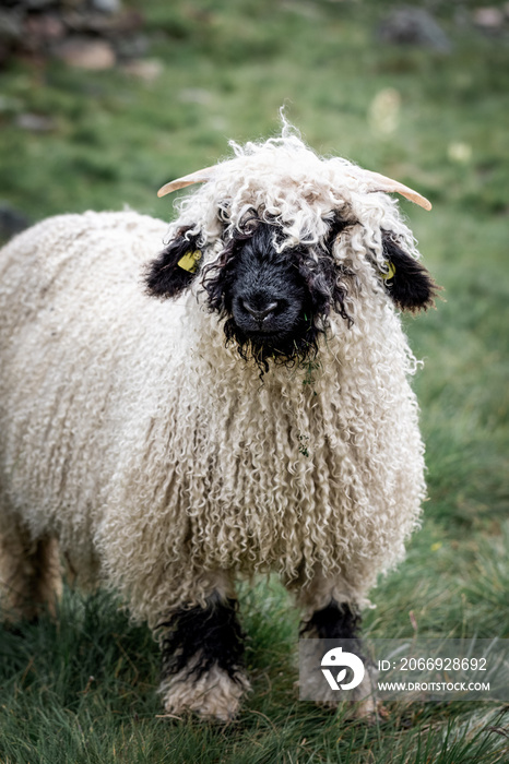Valais Blacknose sheep in Zermatt, Switzerland, during summer.  Valais Blacknose is a breed of domestic sheep originating in the Valais region of Switzerland.