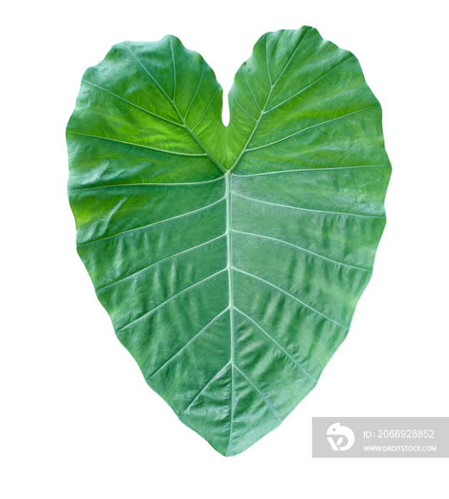 Fresh green taro leaf isolated on white background without shadow