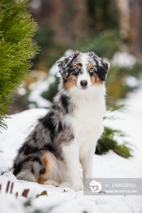 Blue marble with blue eyes dog miniature american shepherd