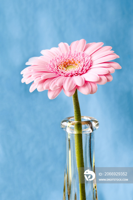 Close up duotone image of single pink gerbera germini fllower against a blue pastel background