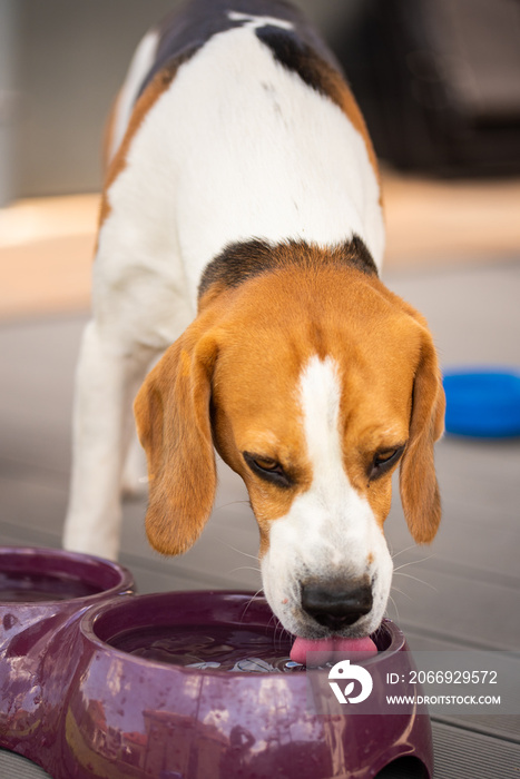 Beagle dog drinks water outside in sunny summer day.