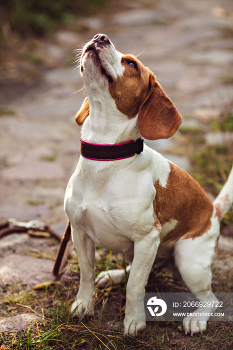 A Cute Beagle Dog