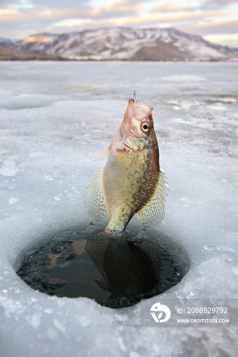 black crappie panfish being caught through lake ice hole in Utah