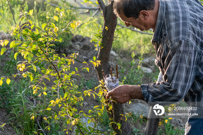 The old man is grafting the fruit tree branch with traditional methods.