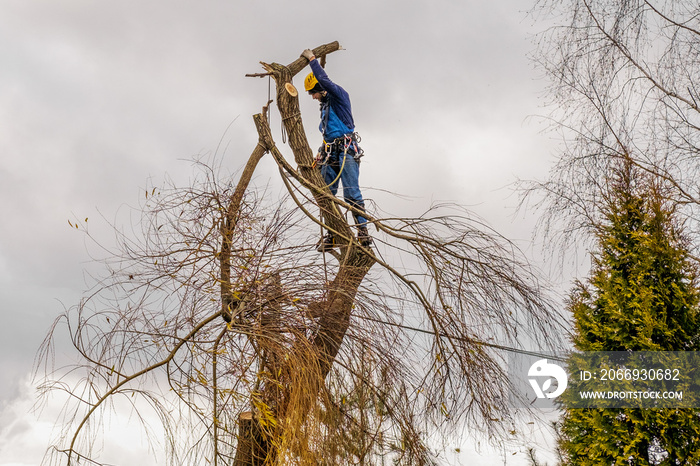 professional arborist cut and holding on a rope a big branch of willow tree, hanging safely. tree surgeon working, standing secured with multiple ropes, equipment. autumn cloudy