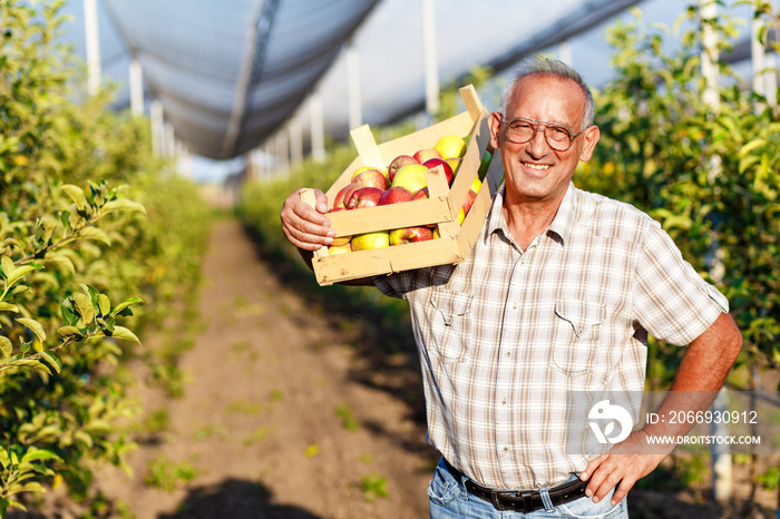 Senior man picking apples in his orchard. He examining the apple production while holding crate with apples. Plantation with anti hail net above.