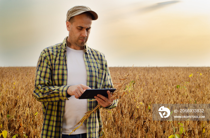 Caucasian middle age farmer uses tablet computer for inspecting soy at field