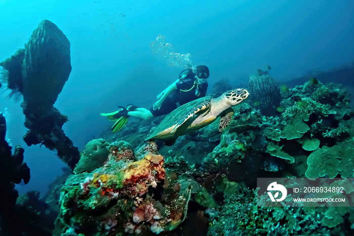 Young woman diver with a sea turtle on the coral reef in Tulamben dive site, Bali, Indonesia